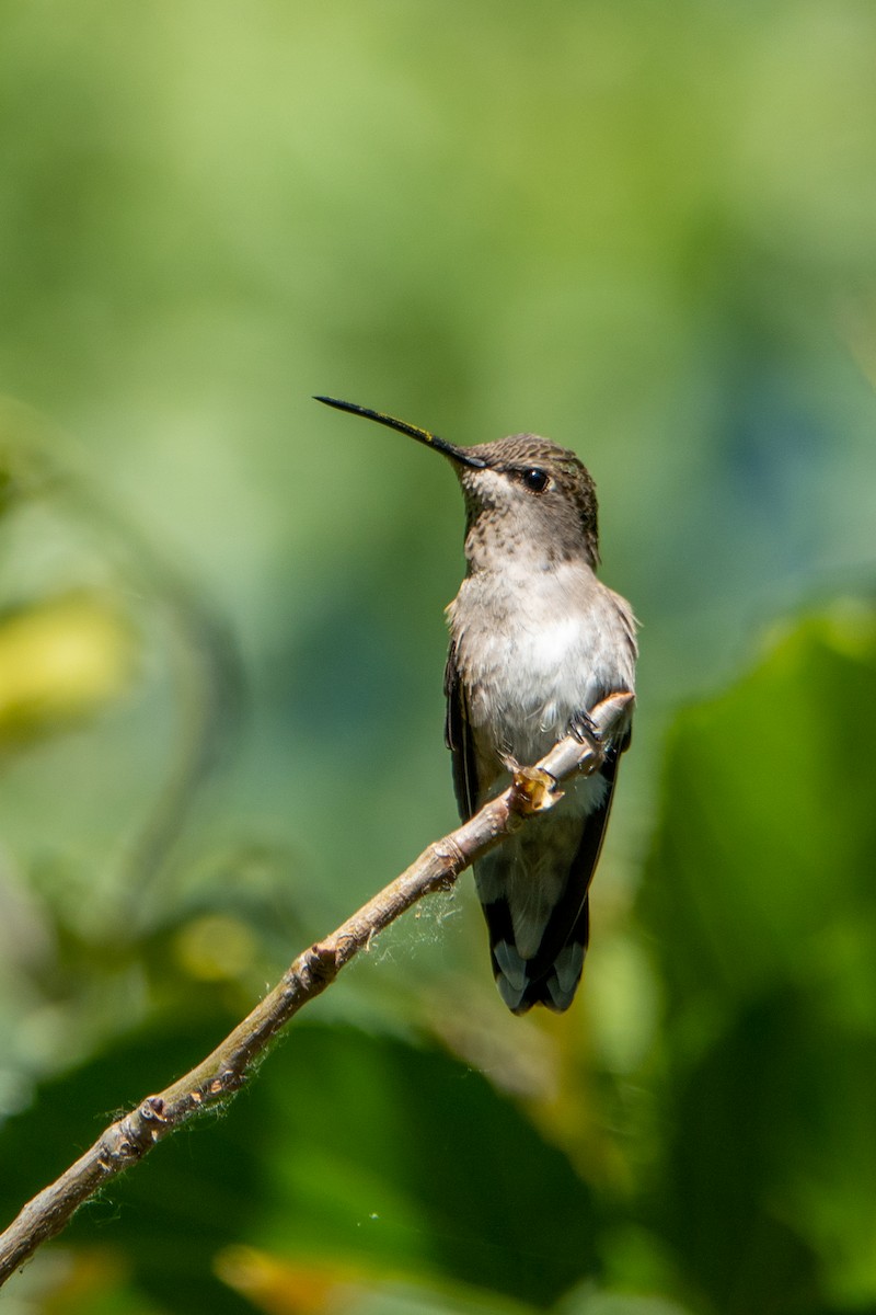 Black-chinned Hummingbird - ML619193627