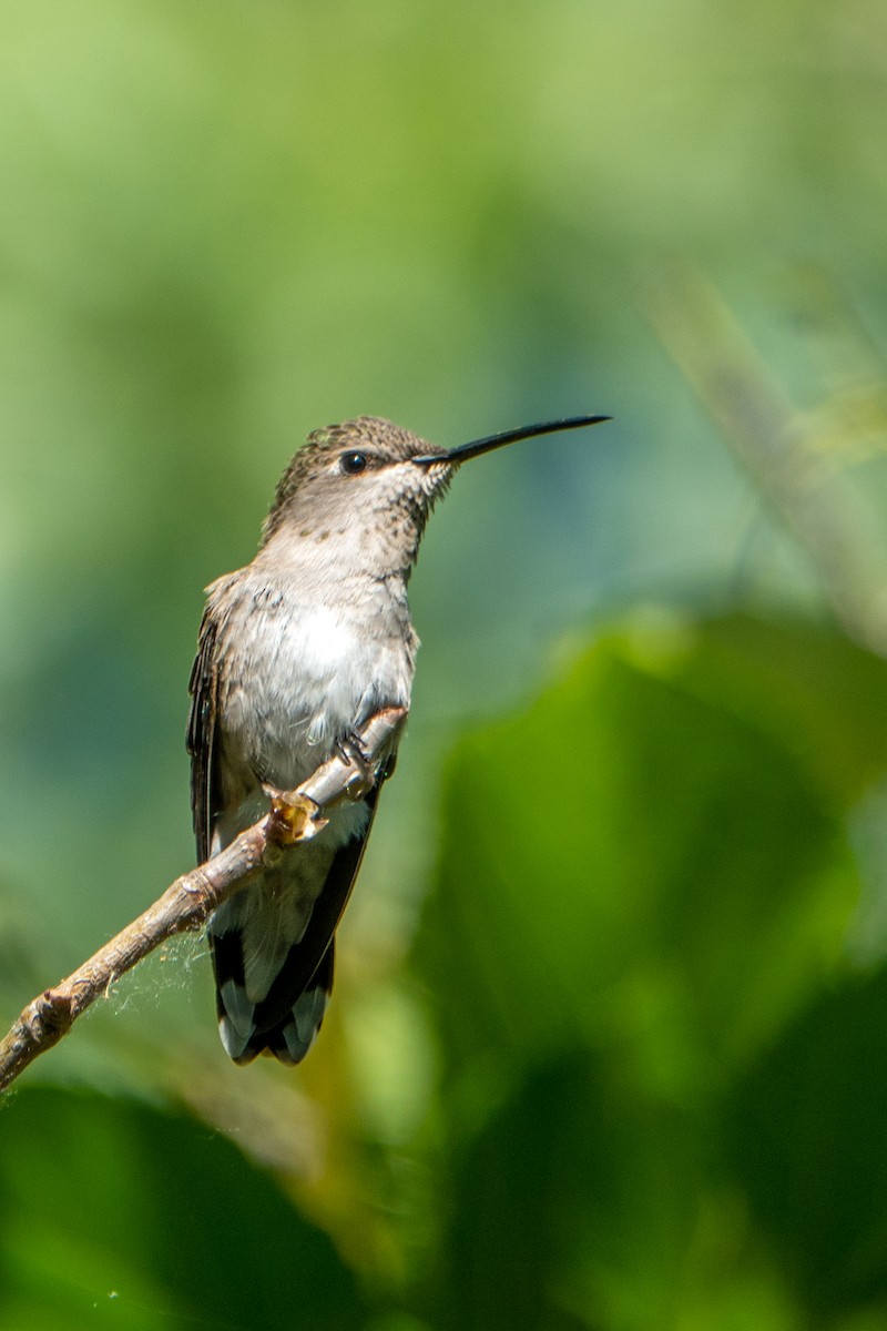 Black-chinned Hummingbird - ML619193628