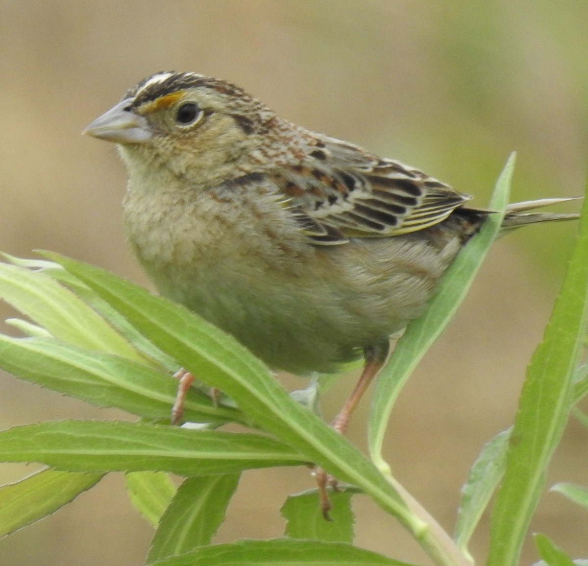 Grasshopper Sparrow - ML619193634