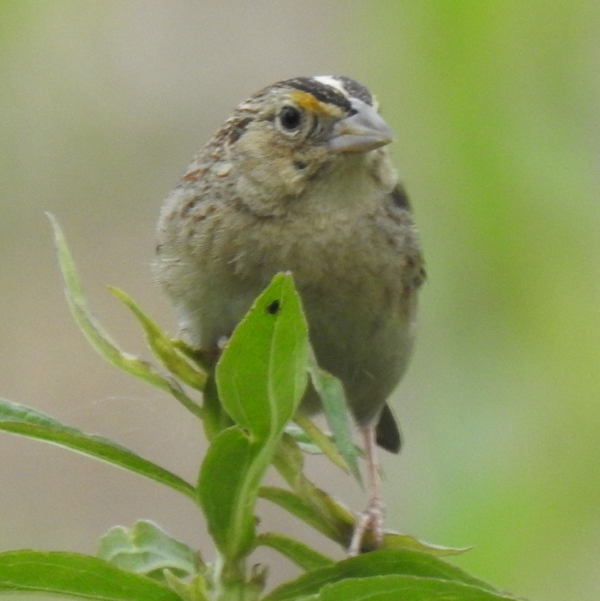 Grasshopper Sparrow - ML619193645