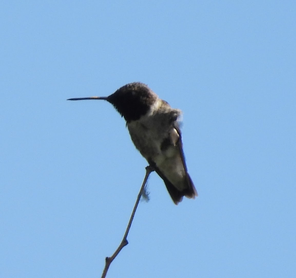 Black-chinned Hummingbird - ML619193702