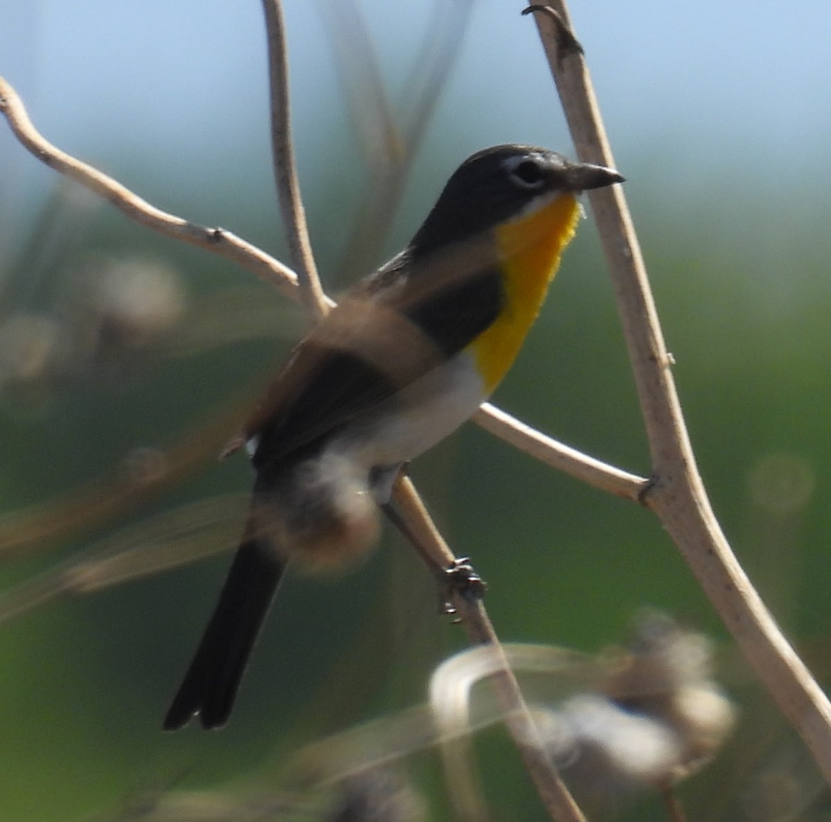 Yellow-breasted Chat - ML619193743