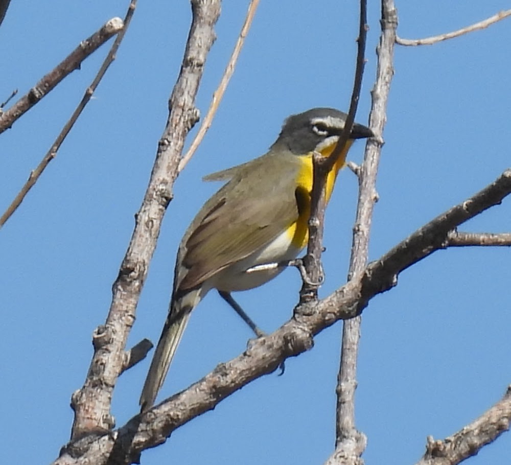 Yellow-breasted Chat - ML619193744