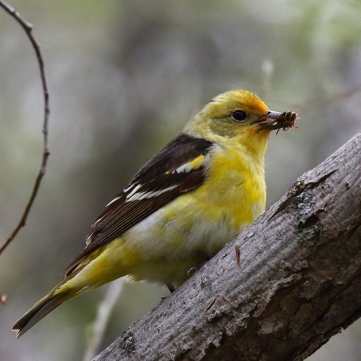 Western Tanager - ML619193888