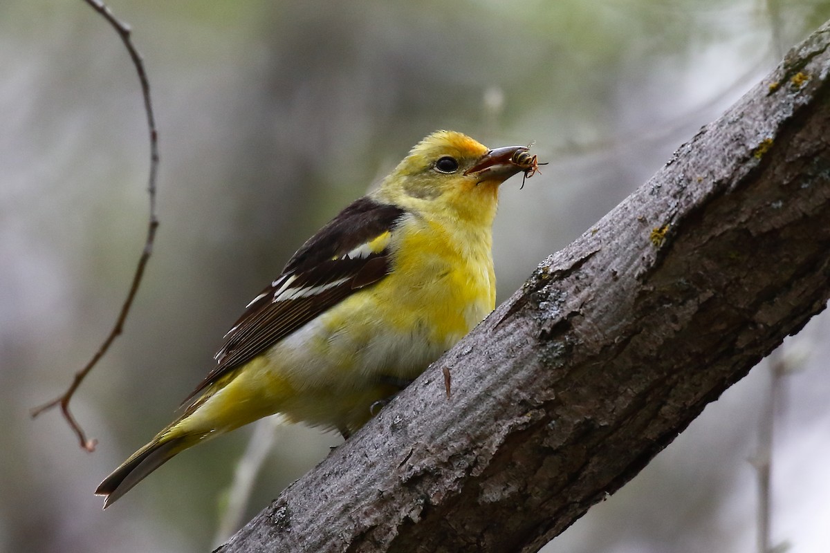 Western Tanager - ML619193889