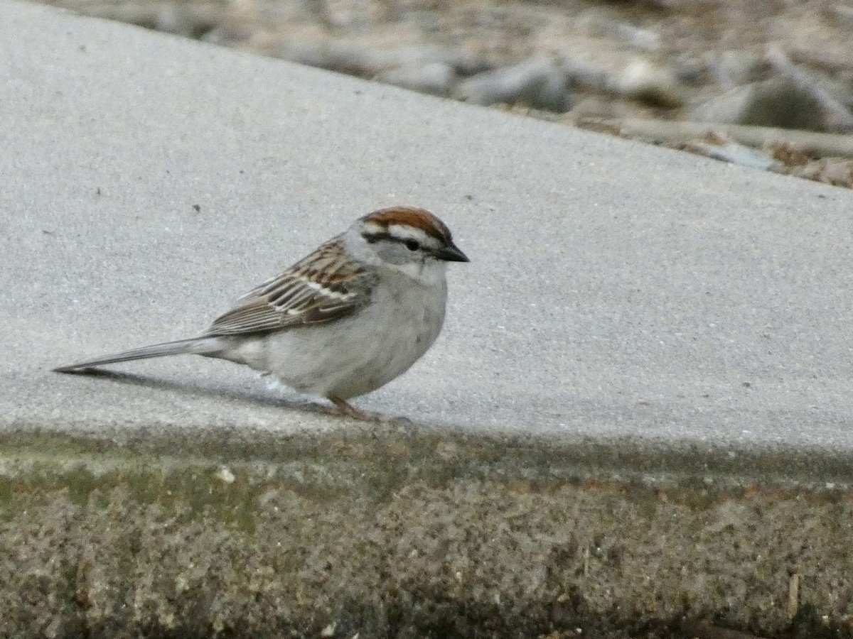 Chipping Sparrow - ML619194013