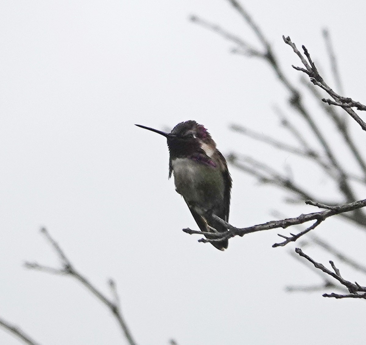 Costa's Hummingbird - ML619194081