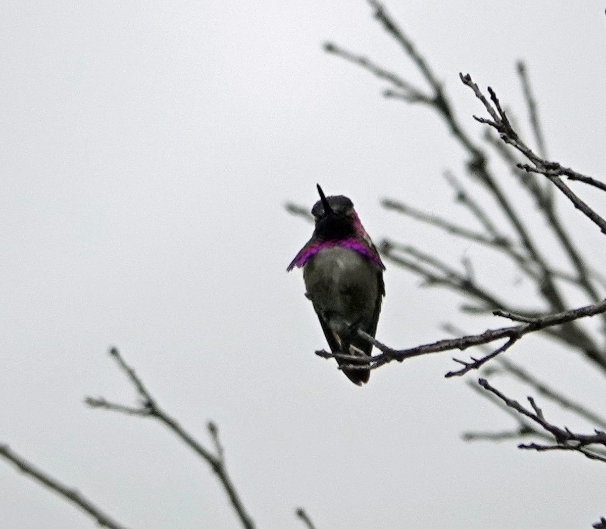 Costa's Hummingbird - ML619194091