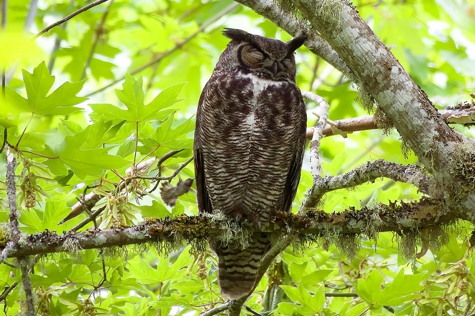 Great Horned Owl - ML619194092