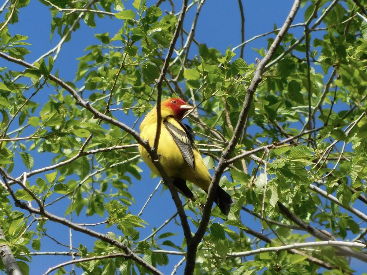 Western Tanager - ML619194097