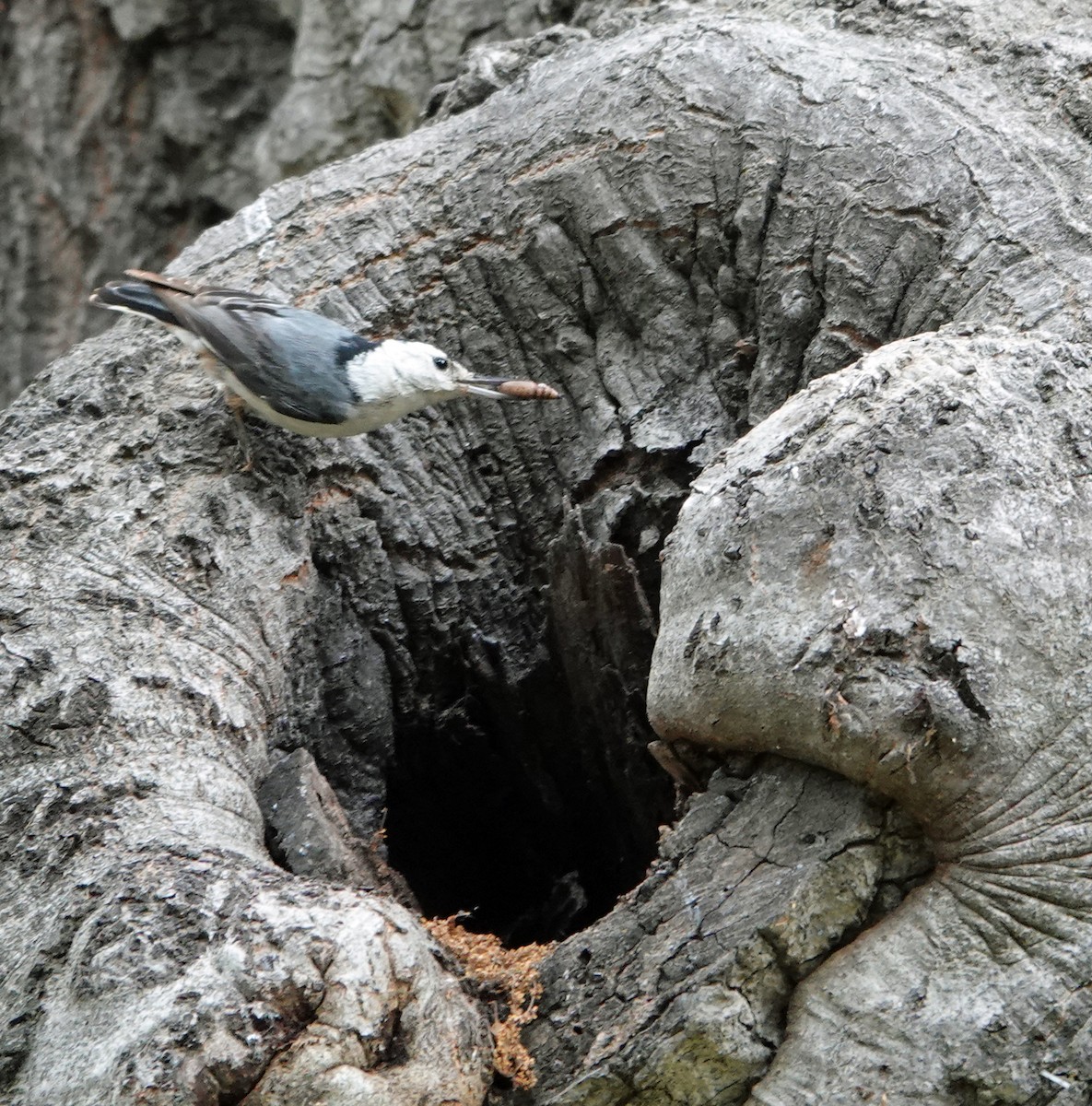 White-breasted Nuthatch - ML619194153