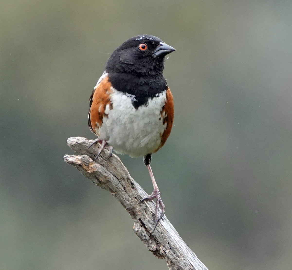 Spotted Towhee - ML619194209