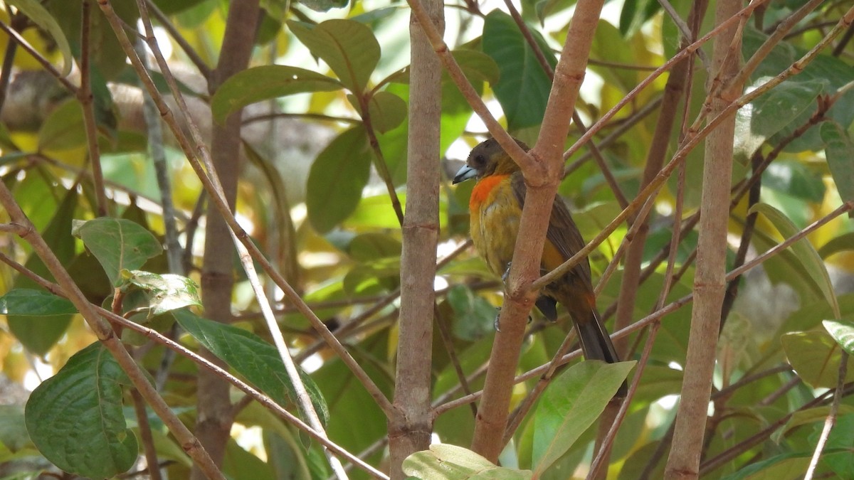 Scarlet-rumped Tanager - ML619194239