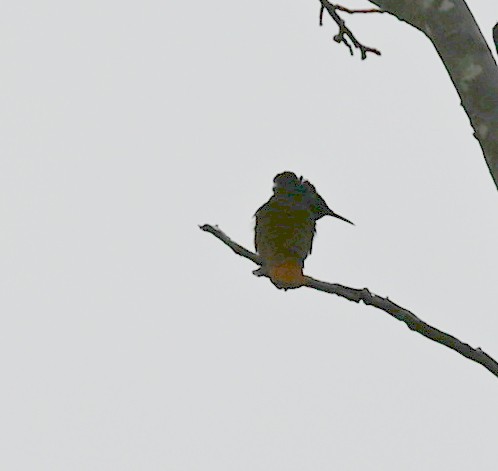 kolibřík červenohlavý - ML619194246