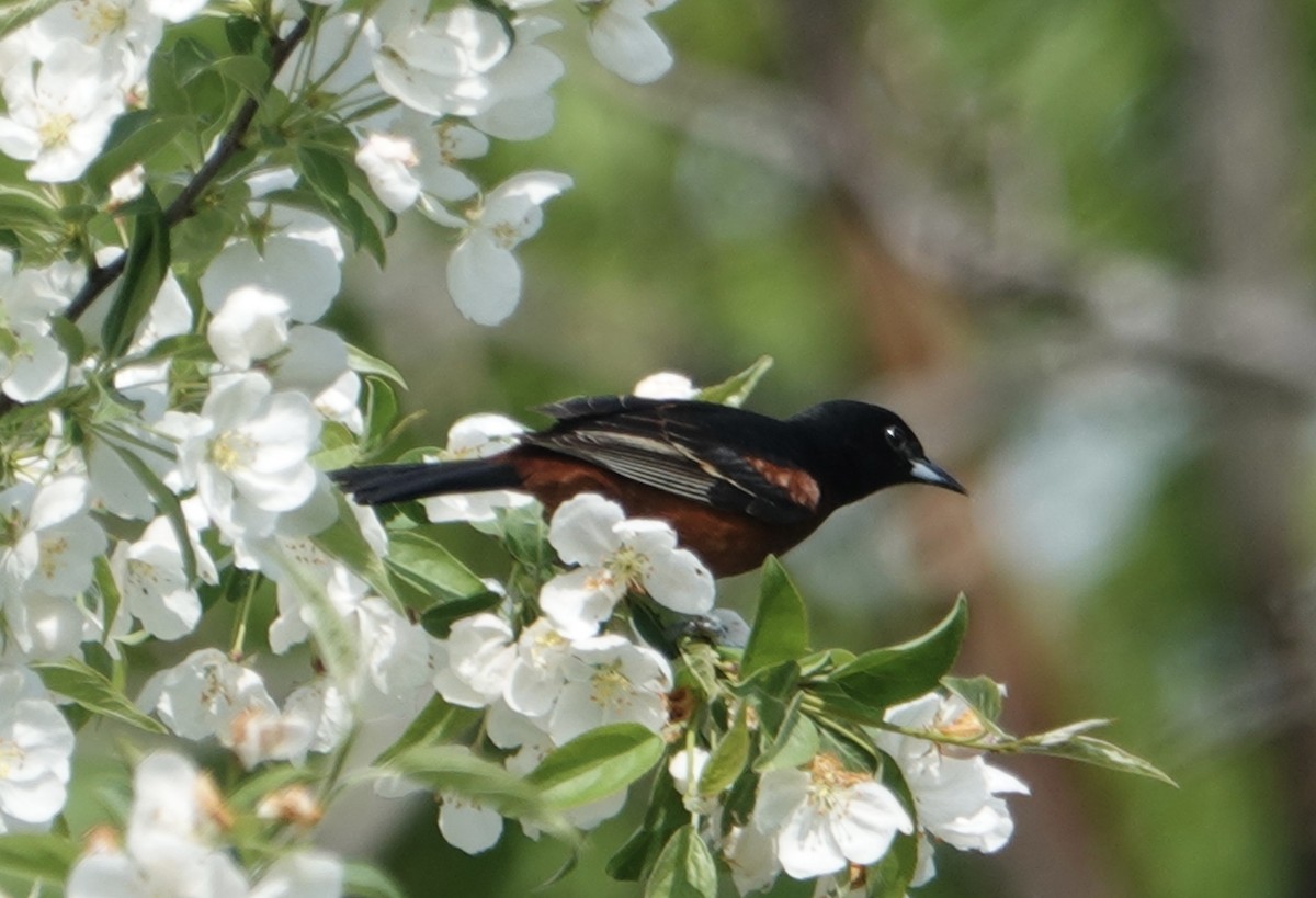 Orchard Oriole - ML619194267