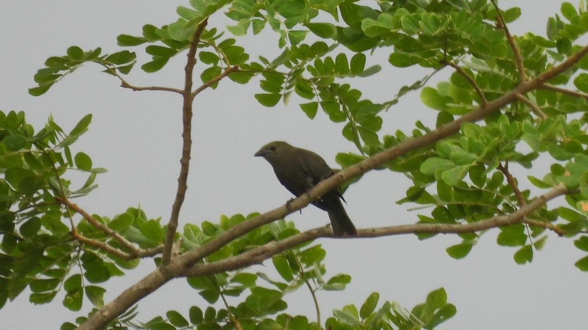 Palm Tanager - ML619194283