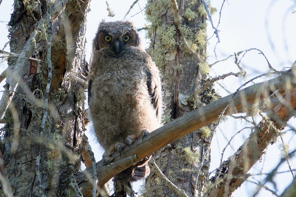Great Horned Owl - ML619194292