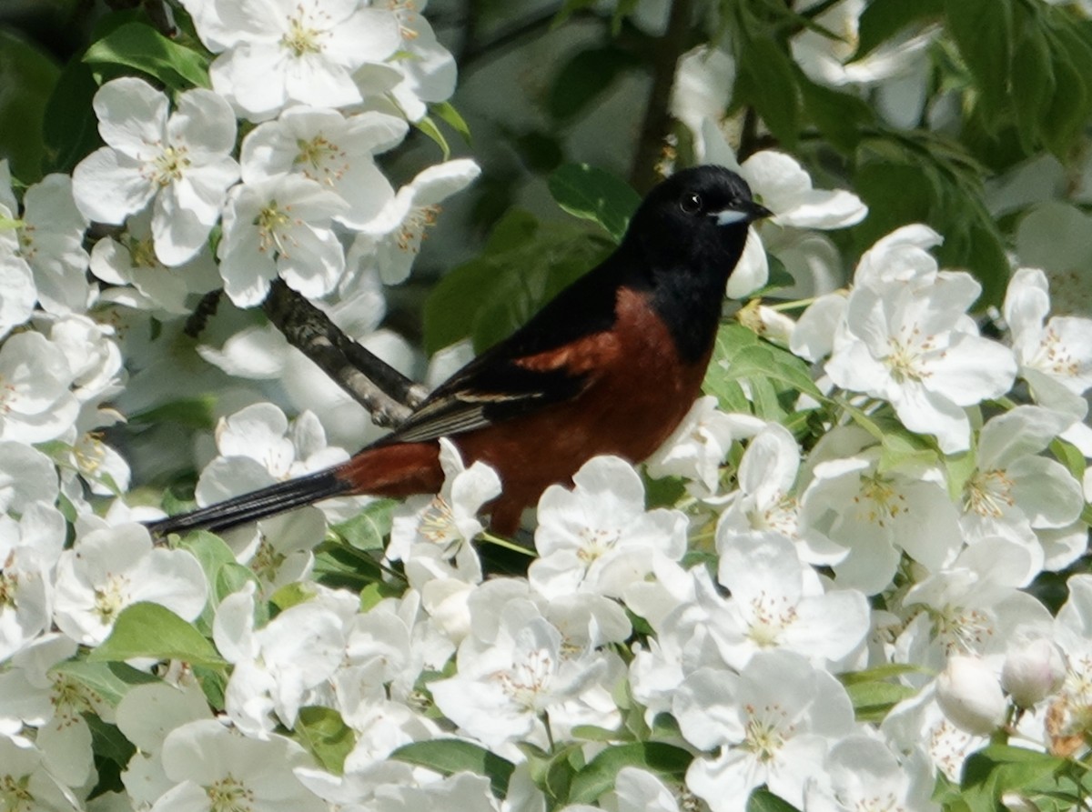 Orchard Oriole - ML619194313