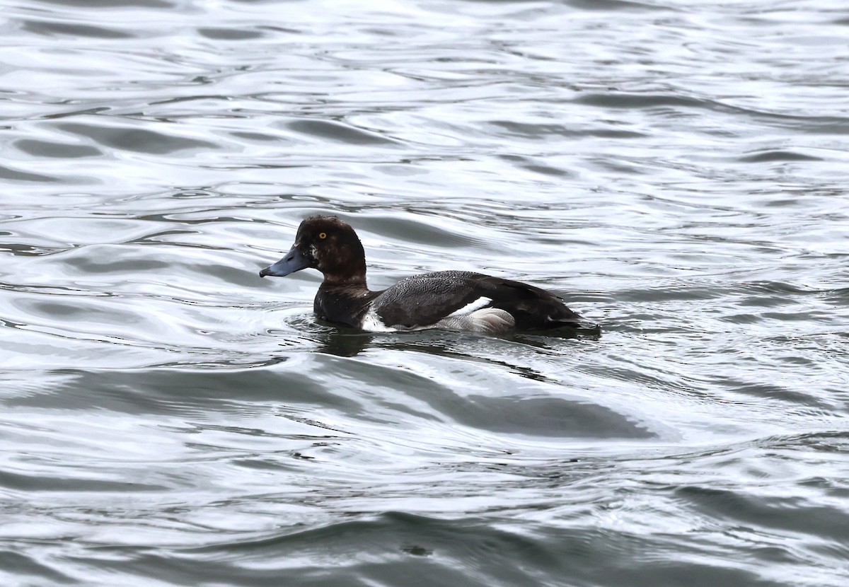 Greater Scaup - ML619194410