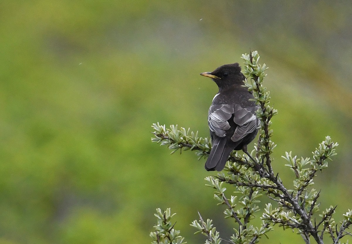 Ring Ouzel (Northern) - ML619194418