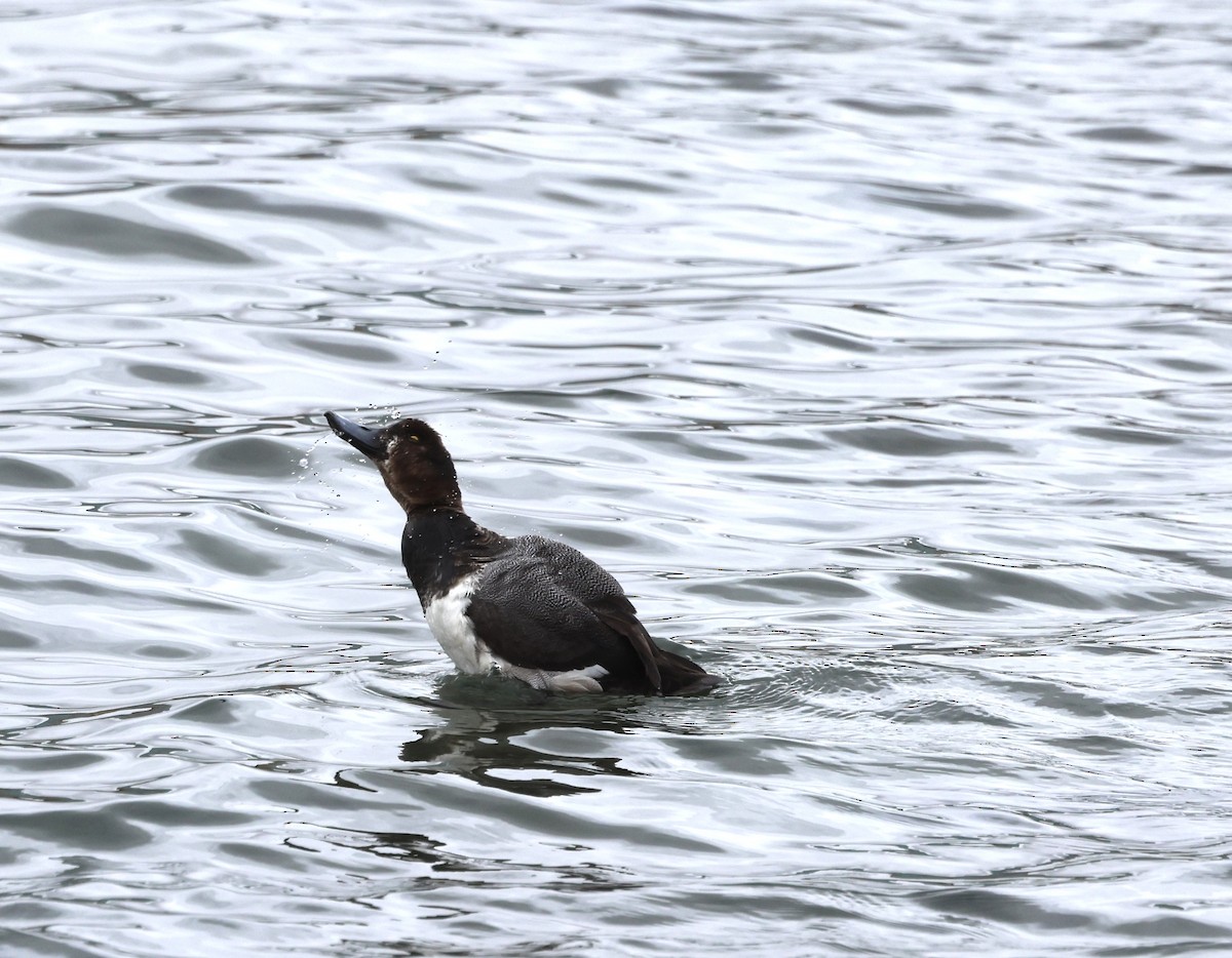 Greater Scaup - ML619194420