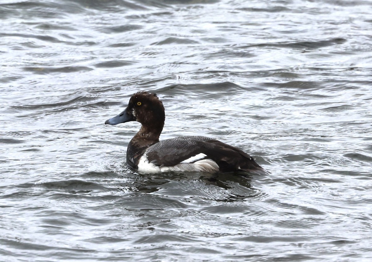 Greater Scaup - ML619194421