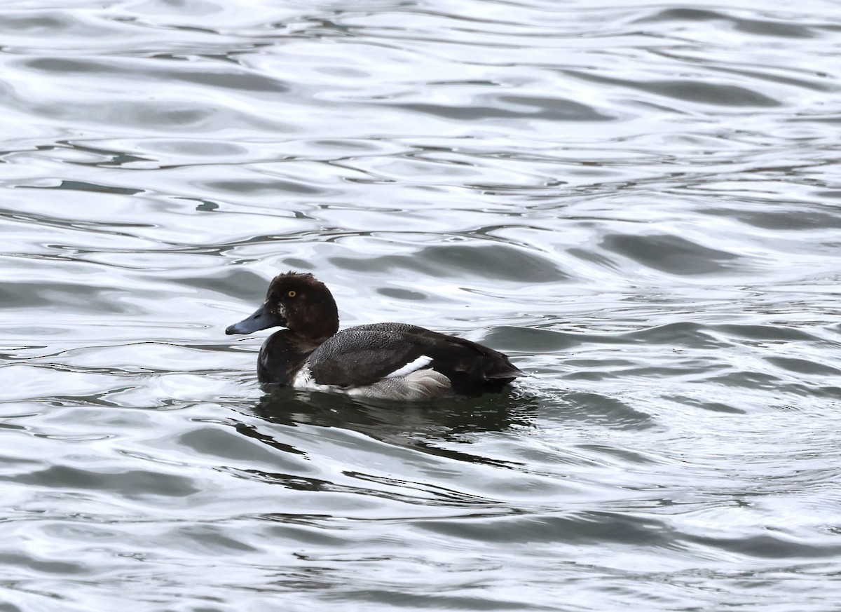 Greater Scaup - ML619194423