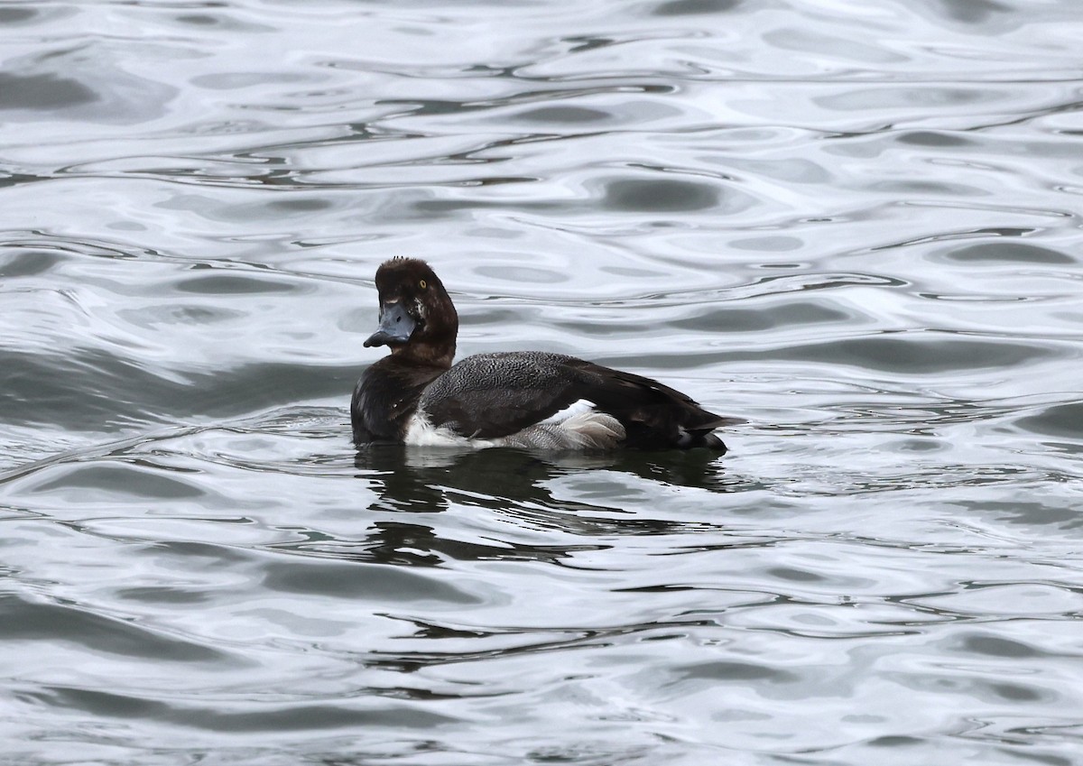 Greater Scaup - ML619194424