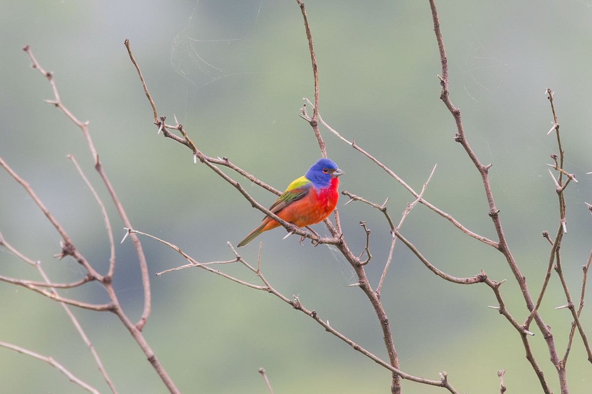 Painted Bunting - ML619194483