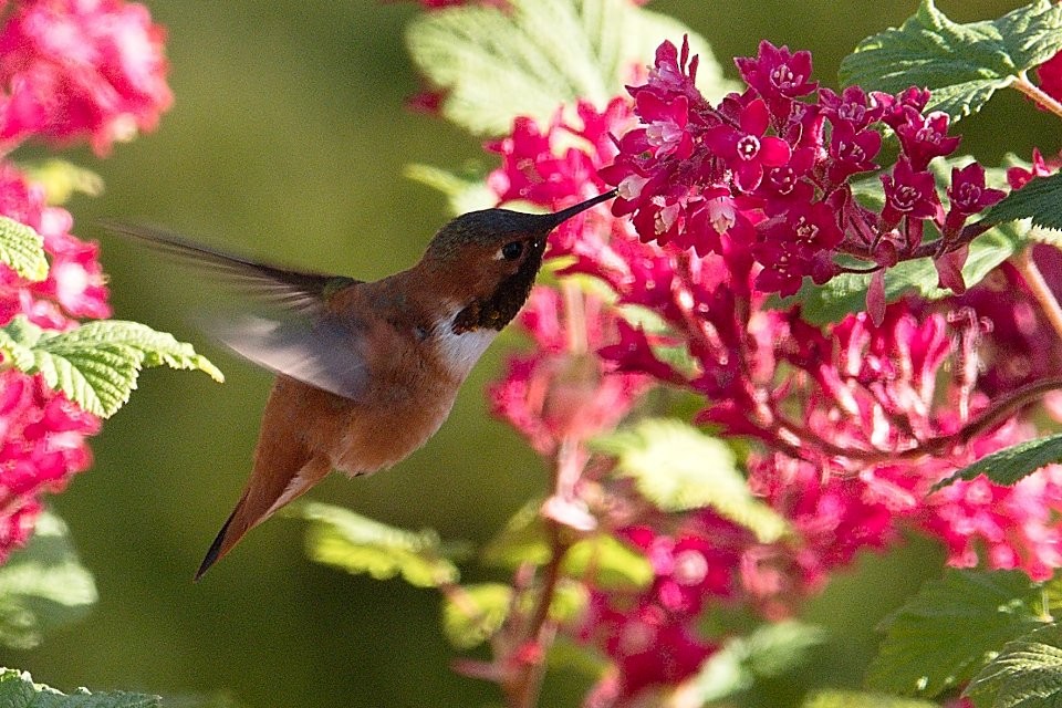 Rufous Hummingbird - ML619194521