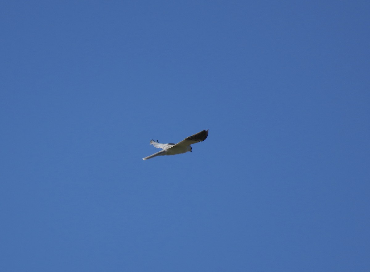 White-tailed Kite - ML619194565