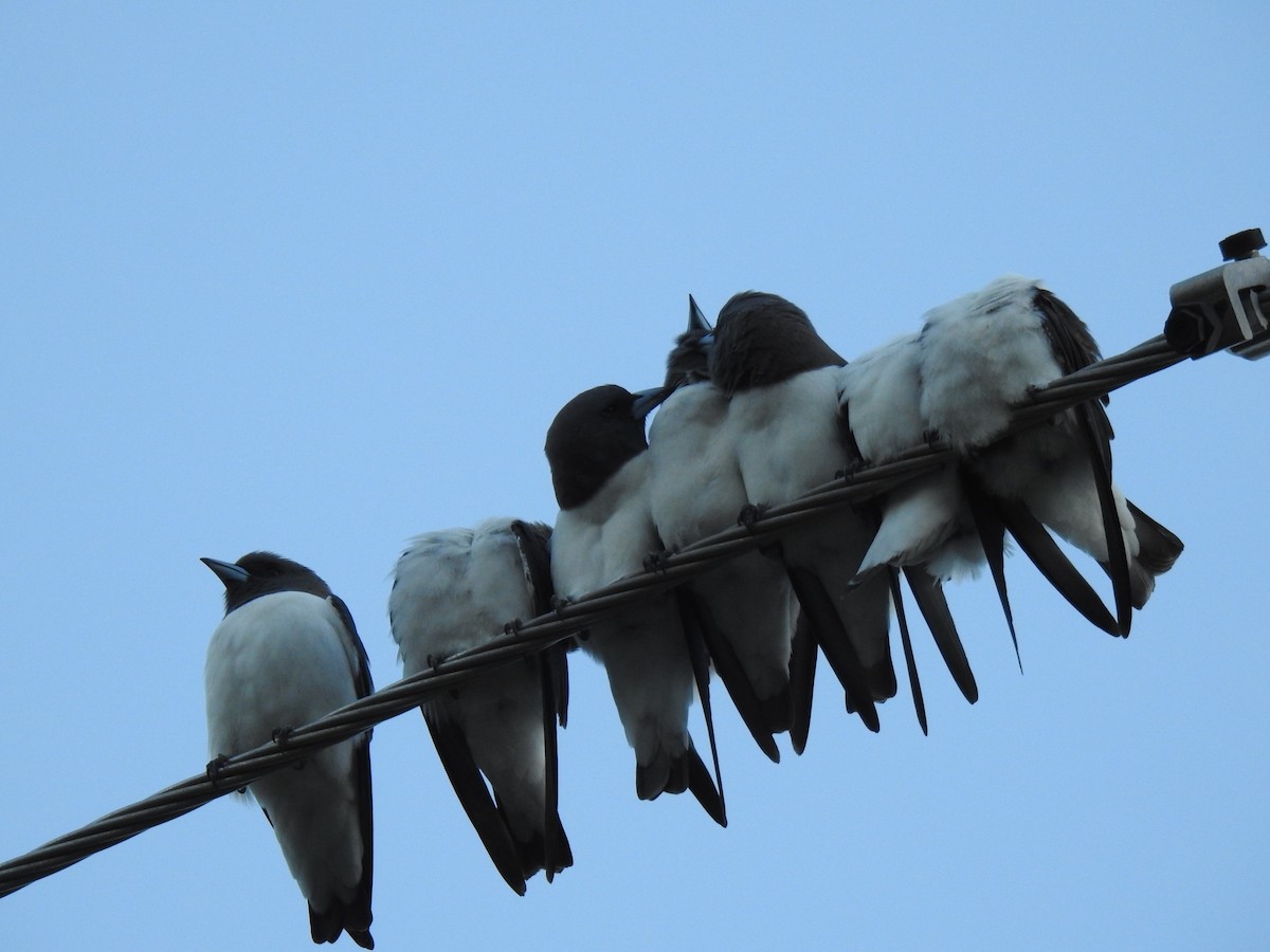 White-breasted Woodswallow - ML619194567