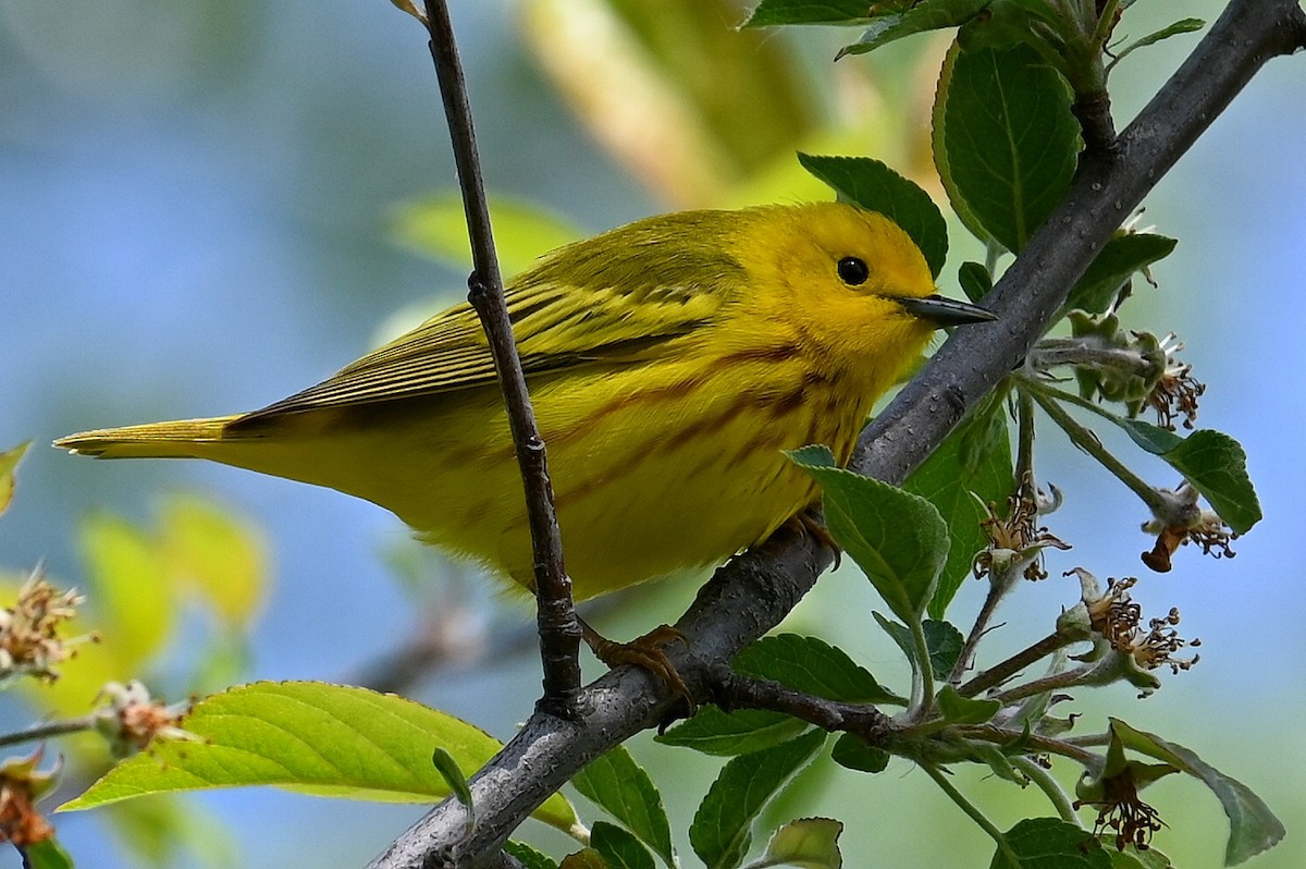 Yellow Warbler - ML619194598