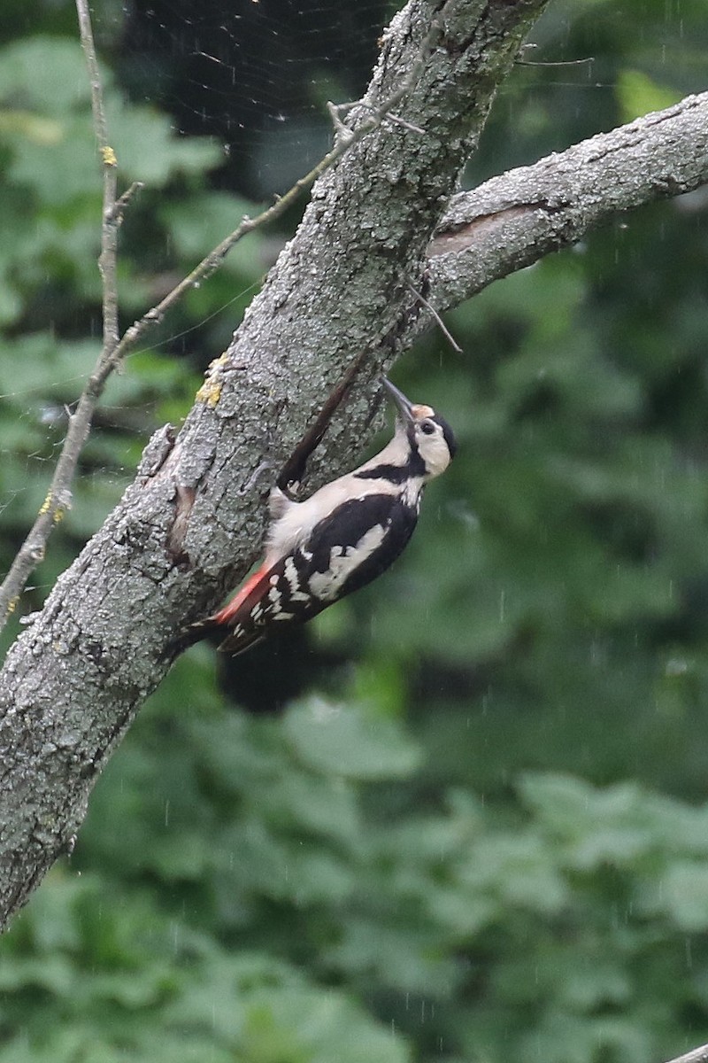 Syrian Woodpecker - ML619194732