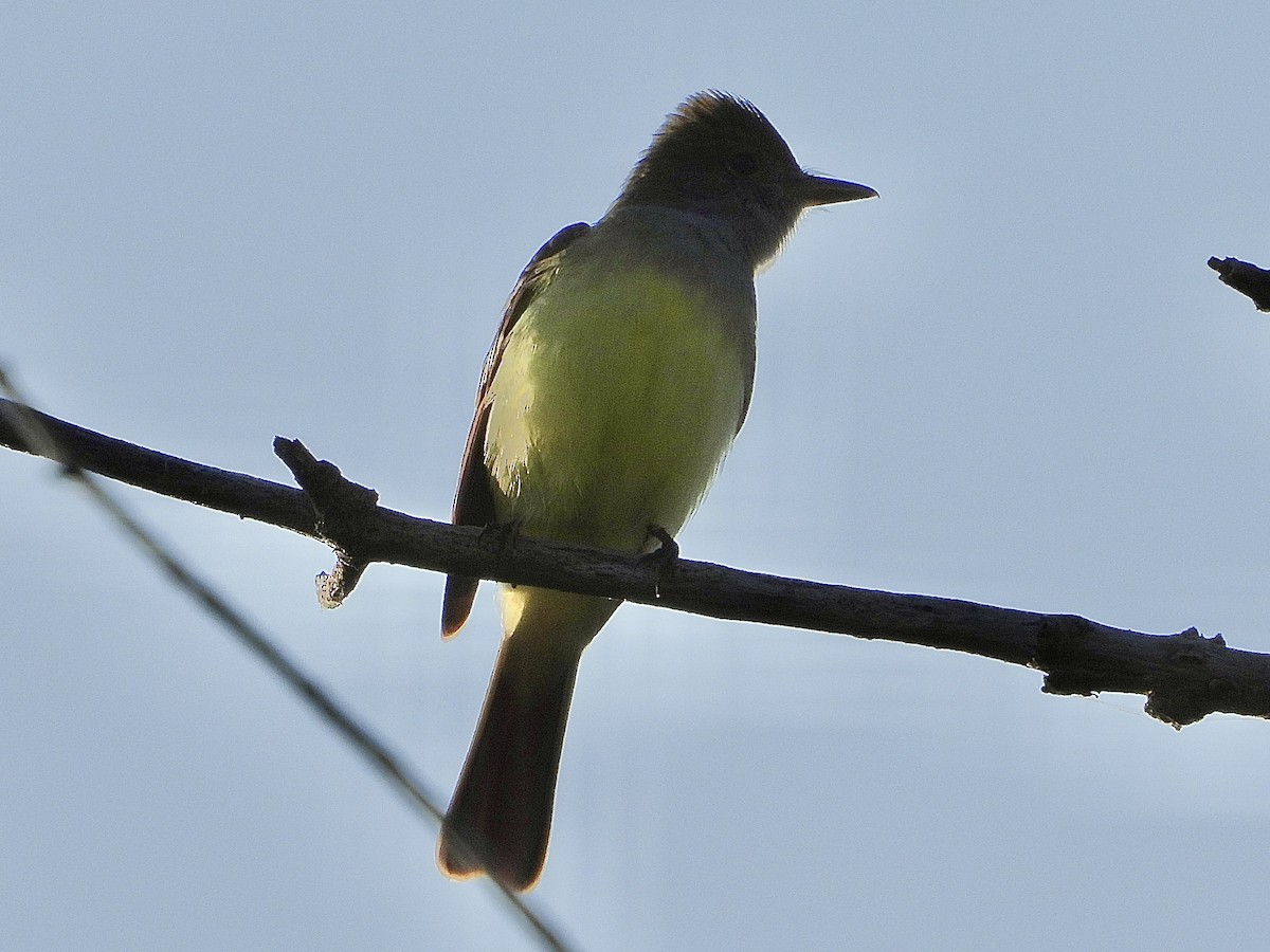 Great Crested Flycatcher - ML619194790