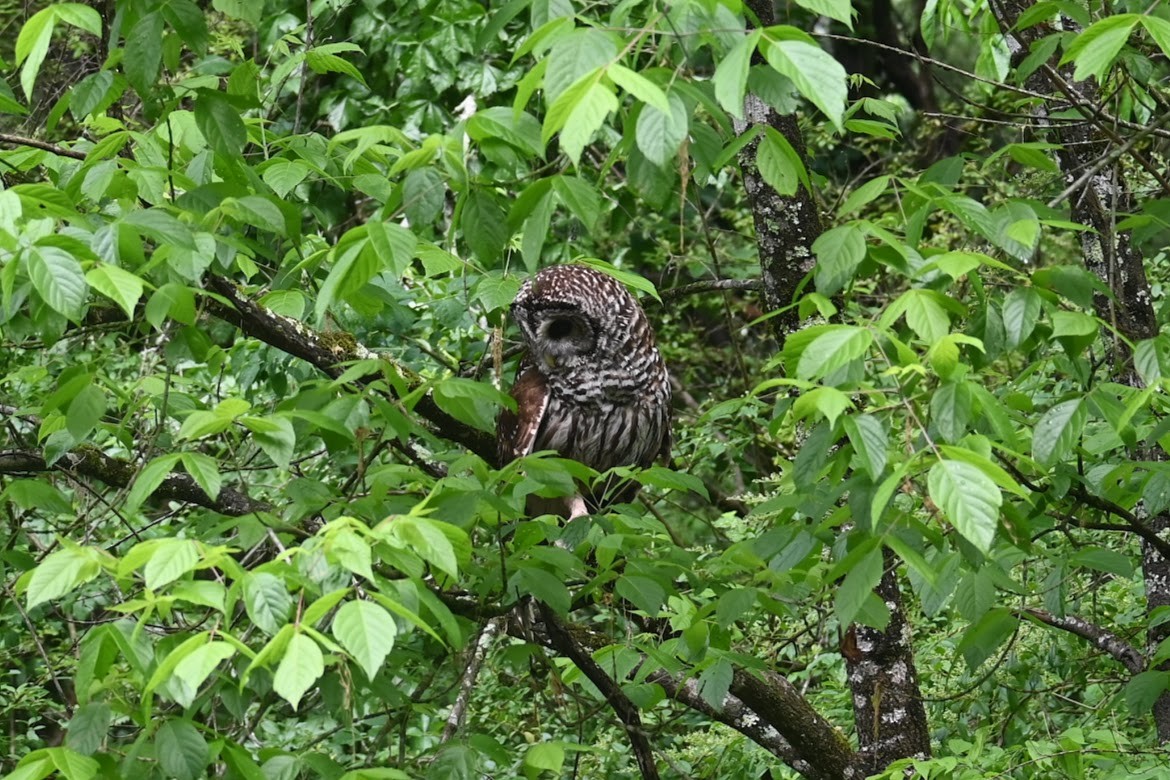 Barred Owl - ML619194828