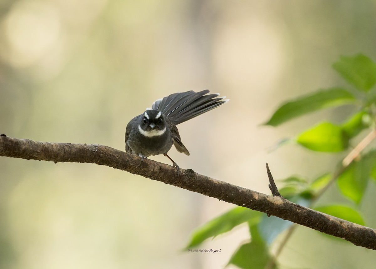 White-throated Fantail - ML619194878
