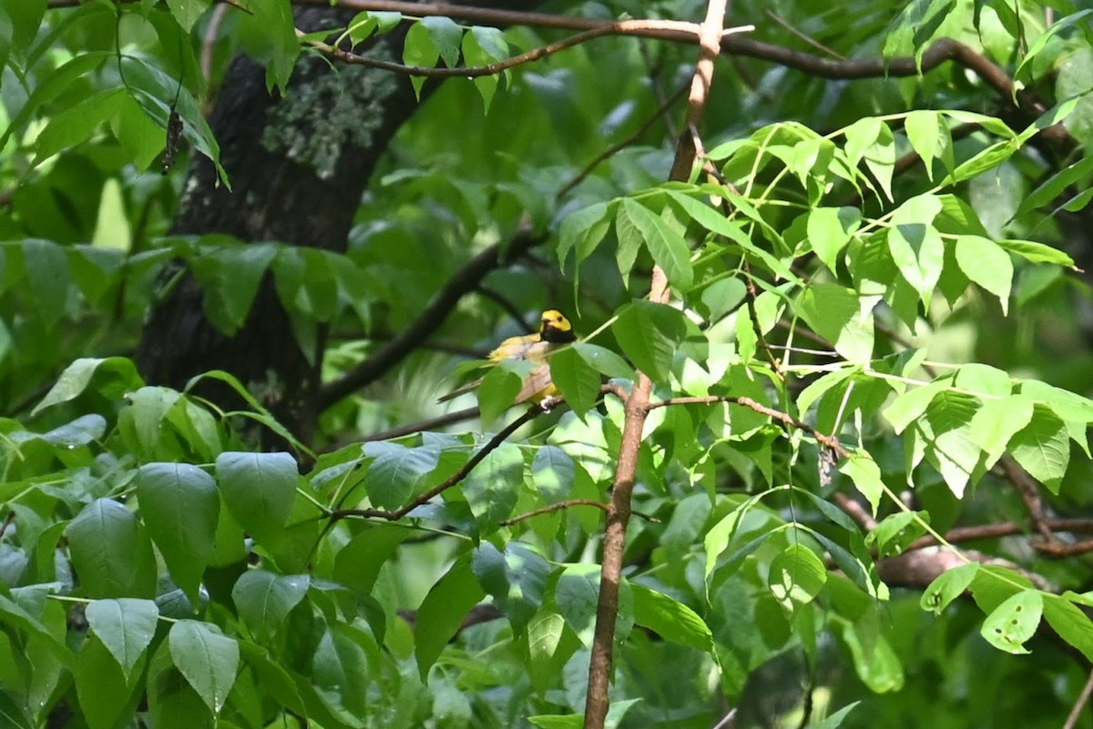 Hooded Warbler - ML619194930