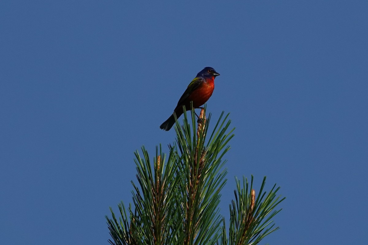 Painted Bunting - ML619194963