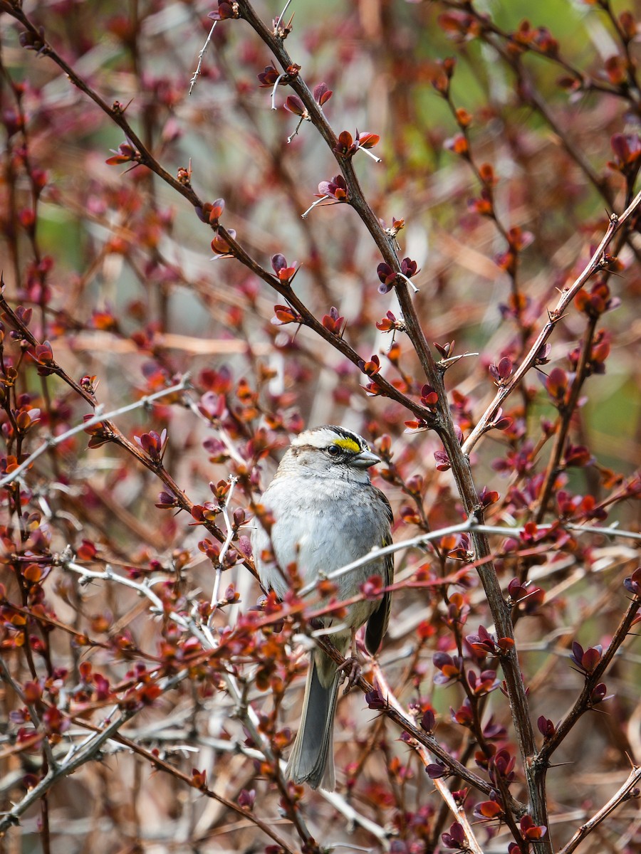 White-throated Sparrow - ML619194970