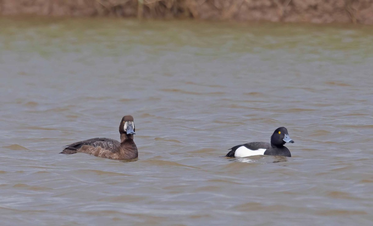 Greater Scaup - ML619194971
