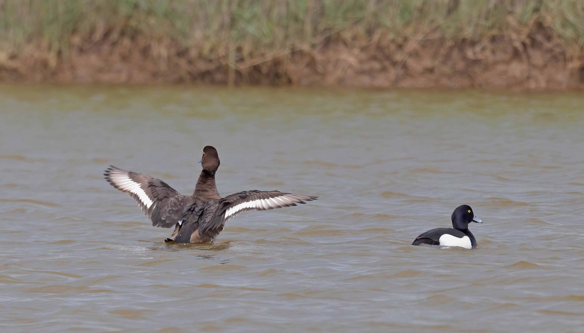 Greater Scaup - ML619194972