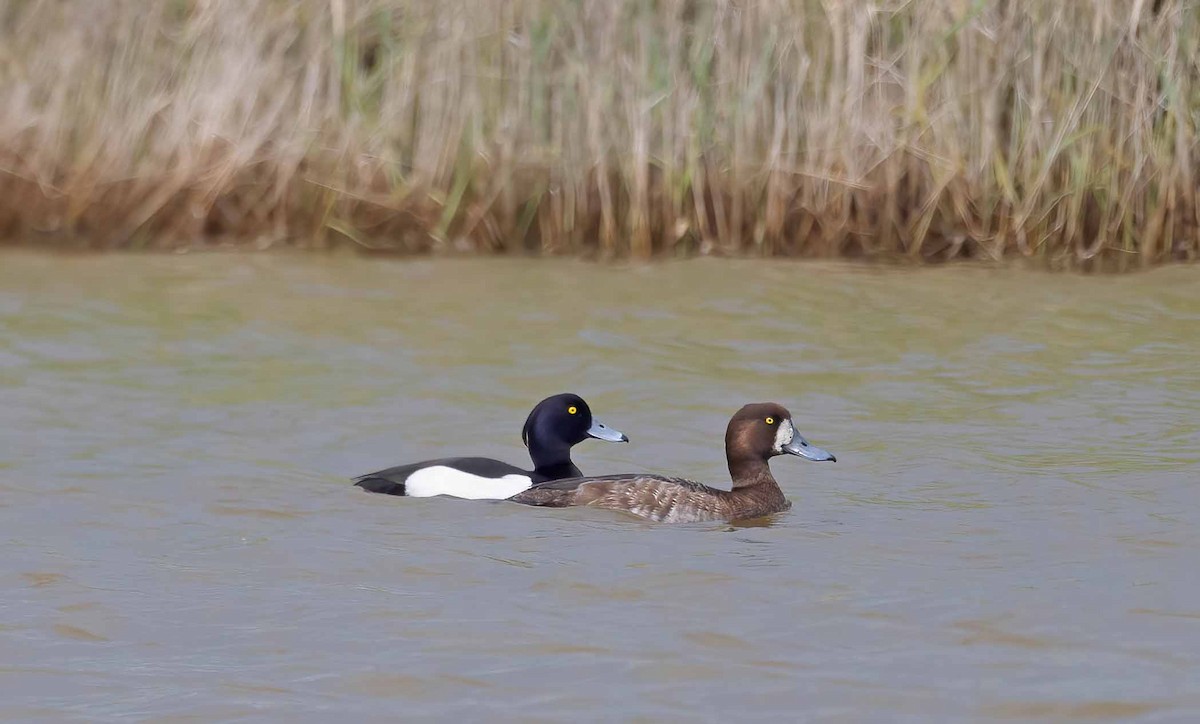 Greater Scaup - ML619194973