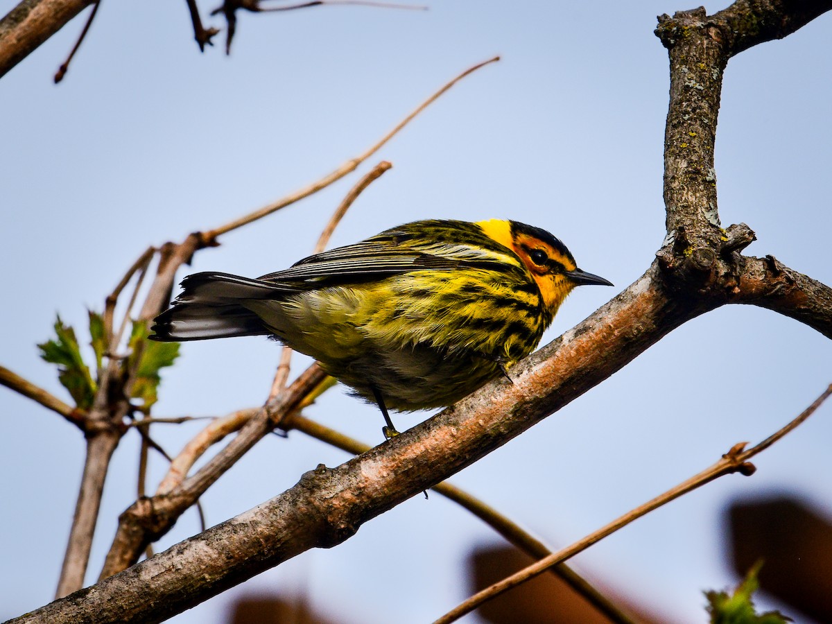 Cape May Warbler - ML619194977