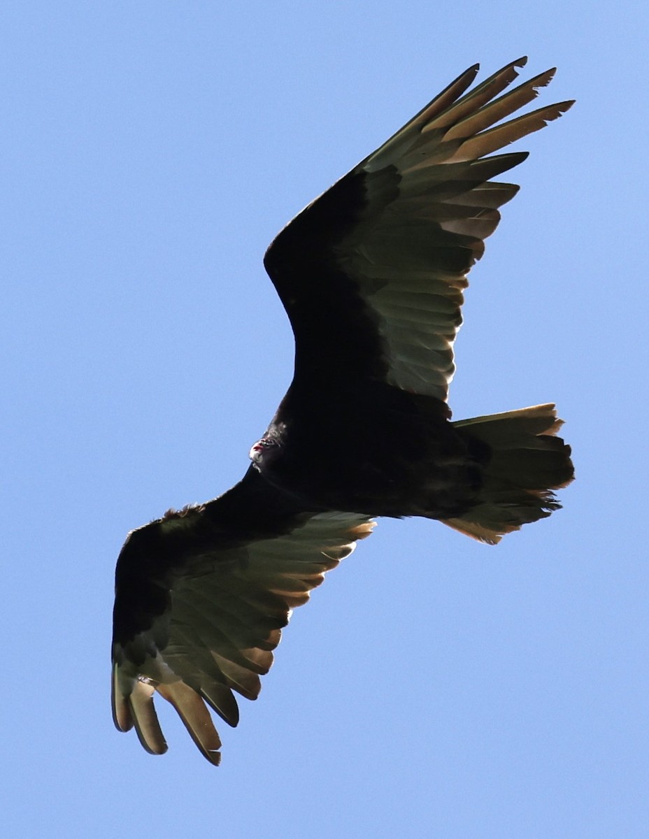 Turkey Vulture - ML619194995