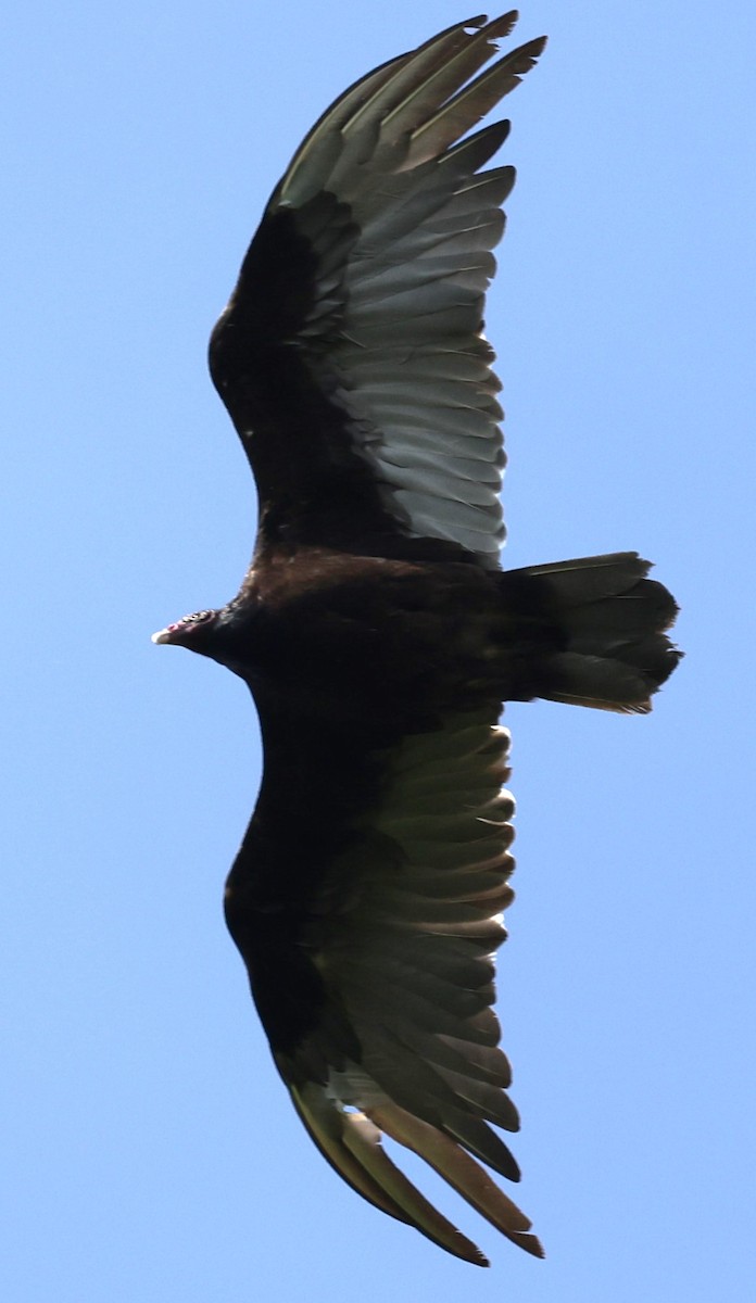 Turkey Vulture - ML619194996