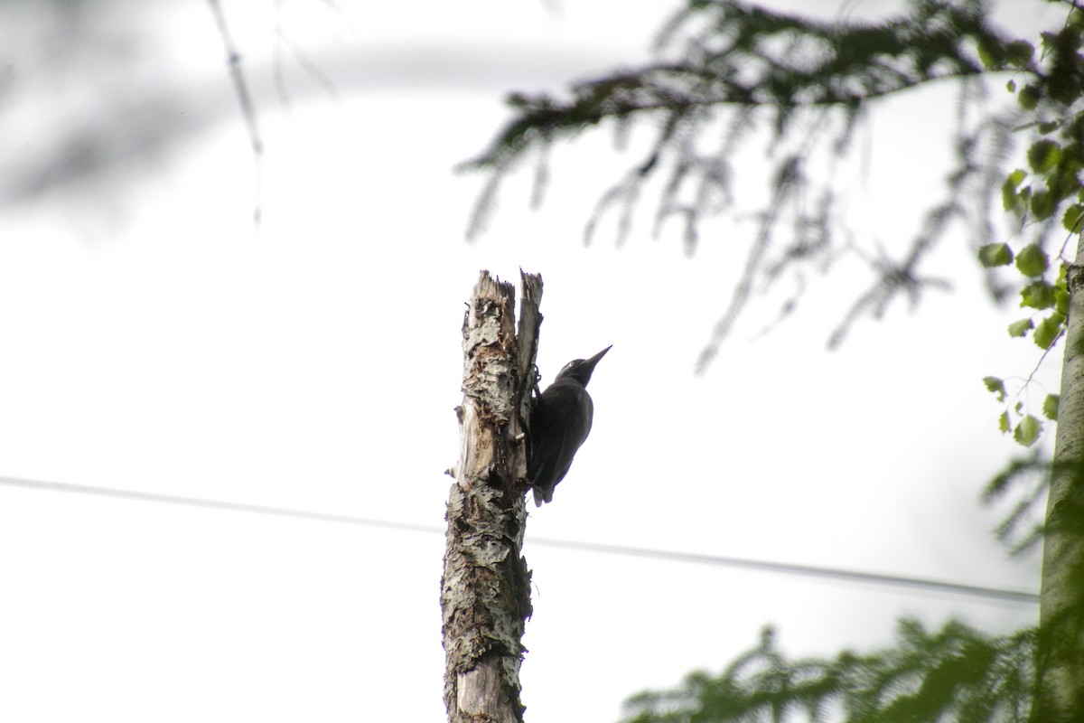 Black Woodpecker - ML619195049