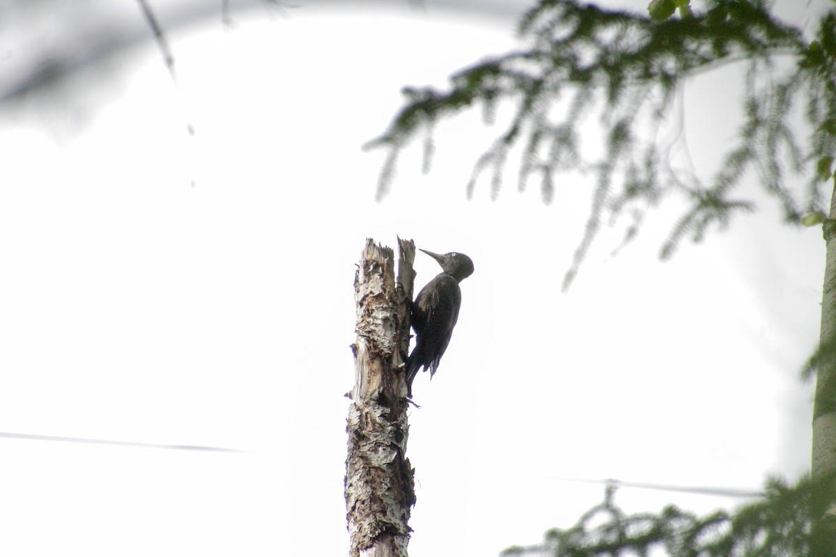 Black Woodpecker - ML619195054