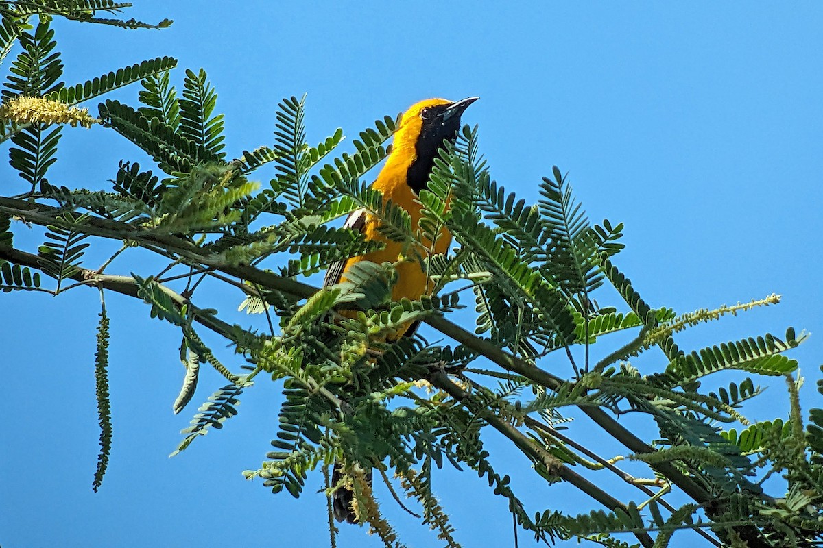 Hooded Oriole (nelsoni Group) - ML619195061