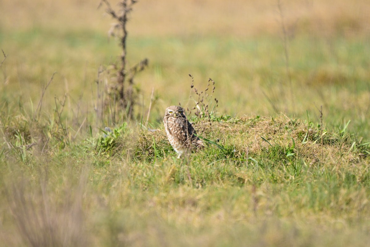 Burrowing Owl - ML619195082
